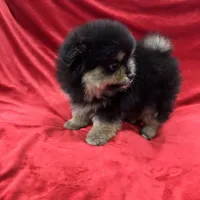 Nico, a male Pomeranian for sale in Valencia, CA – Photo 2 of 10