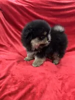 Nico, a male Pomeranian for sale in Valencia, CA – Photo 2 of 10