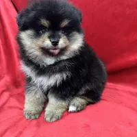 Nico, a male Pomeranian for sale in Valencia, CA – Photo 8 of 10