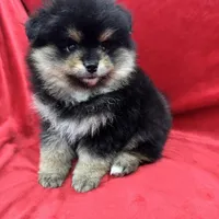 Nico, a male Pomeranian for sale in Valencia, CA – Photo 7 of 10