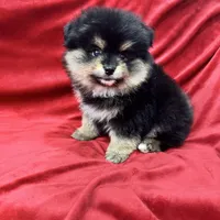 Nico, a male Pomeranian for sale in Valencia, CA – Photo 10 of 10
