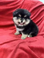 Nico, a male Pomeranian for sale in Valencia, CA – Photo 10 of 10