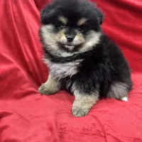 Nico, a male Pomeranian for sale in Valencia, CA – Photo 6 of 10