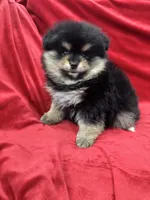 Nico, a male Pomeranian for sale in Valencia, CA – Photo 6 of 10