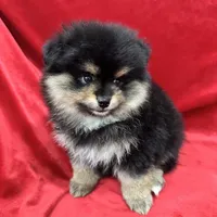 Nico, a male Pomeranian for sale in Valencia, CA – Photo 5 of 10