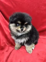 Nico, a male Pomeranian for sale in Valencia, CA – Photo 5 of 10