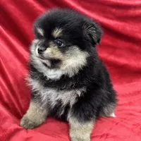 Nico, a male Pomeranian for sale in Valencia, CA – Photo 9 of 10