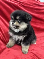 Nico, a male Pomeranian for sale in Valencia, CA – Photo 9 of 10
