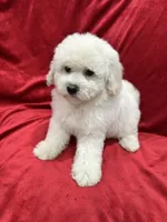 Katty, a female Maltipoo for sale in Valencia, CA – 8 of 9