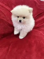 Jordi, a male Pomeranian for sale in Valencia, CA – 7 of 10
