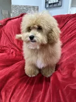 Theo, a male Maltipoo for sale in Valencia, CA – 8 of 10