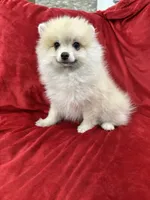 Arnold, a male Pomeranian for sale in Valencia, CA – 7 of 10