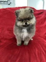 Coco, a male Pomeranian for sale in Valencia, CA – 10 of 10
