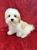Mika, a female Maltipoo for sale in Valencia, CA – 9 of 10