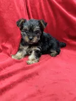 Maia, a female Yorkshire Terrier for sale in Valencia, CA – 4 of 10