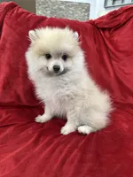 Arnold, a male Pomeranian for sale in Valencia, CA – 2 of 10