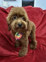 Sammy, a male Poodle - Toy  for sale in Valencia, CA – 4 of 10