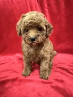 Cooper, a male Poodle - Toy  for sale in Valencia, CA – 3 of 10