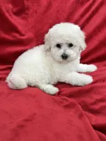 Luna, a female Maltipoo for sale in Valencia, CA – 4 of 10