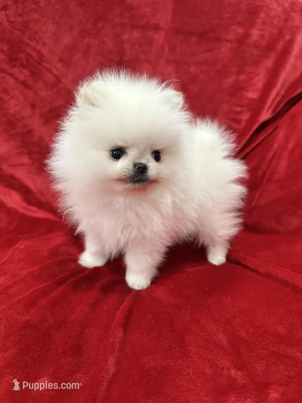 Tiny Cooper – Pomeranian puppy for sale in Valencia, CA