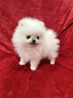 Tiny Cooper, a male Pomeranian for sale in Valencia, CA – Photo 1 of 10