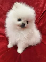 Tiny Cooper, a male Pomeranian for sale in Valencia, CA – Photo 4 of 10