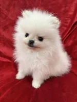 Tiny Cooper, a male Pomeranian for sale in Valencia, CA – Photo 5 of 10