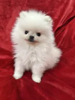 Tiny Cooper, a male Pomeranian for sale in Valencia, CA – Photo 8 of 10