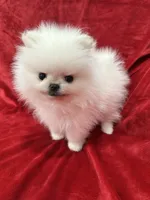 Tiny Cooper, a male Pomeranian for sale in Valencia, CA – Photo 3 of 10