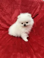 Tiny Cooper, a male Pomeranian for sale in Valencia, CA – Photo 2 of 10