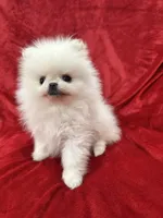 Tiny Cooper, a male Pomeranian for sale in Valencia, CA – Photo 6 of 10