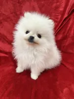 Tiny Cooper, a male Pomeranian for sale in Valencia, CA – Photo 7 of 10