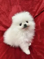 Tiny Cooper, a male Pomeranian for sale in Valencia, CA – Photo 9 of 10