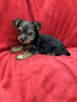 Paris, a female Yorkshire Terrier for sale in Valencia, CA – 4 of 10