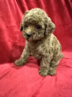 Cooper, a male Poodle - Toy  for sale in Valencia, CA – 4 of 10