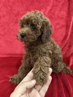 Theo, a male Poodle - Toy  for sale in Valencia, CA – 9 of 10