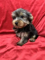 Milo, a male Yorkshire Terrier for sale in Valencia, CA – 5 of 10
