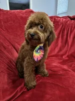 Sammy, a male Poodle - Toy  for sale in Valencia, CA – 5 of 10