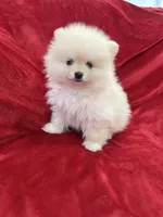 Benji, a male Pomeranian for sale in Valencia, CA – 8 of 10