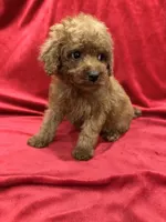 Gina, a female Poodle - Toy  for sale in Valencia, CA – 7 of 10