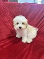 Mika, a female Maltipoo for sale in Valencia, CA – 7 of 10