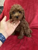Milo, a male Poodle - Toy  for sale in Valencia, CA – 8 of 9