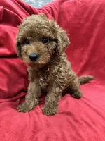 Maxi , a male Maltipoo for sale in Valencia, CA – 2 of 10