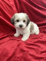 Polo, a male Shihpoo for sale in Valencia, CA – 4 of 10