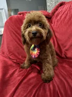 Sammy, a male Poodle - Toy  for sale in Valencia, CA – 2 of 10
