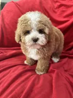 Maggie, a female Maltipoo for sale in Valencia, CA – Photo 8 of 10