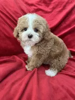 Maggie, a female Maltipoo for sale in Valencia, CA – Photo 6 of 10