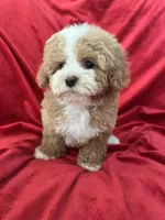 Maggie, a female Maltipoo for sale in Valencia, CA – Photo 3 of 10