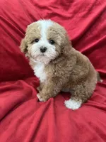 Maggie, a female Maltipoo for sale in Valencia, CA – Photo 4 of 10