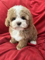 Maggie, a female Maltipoo for sale in Valencia, CA – Photo 10 of 10
